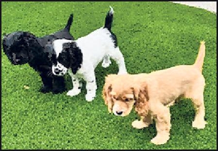 360-771-7679ThreePups.jpg