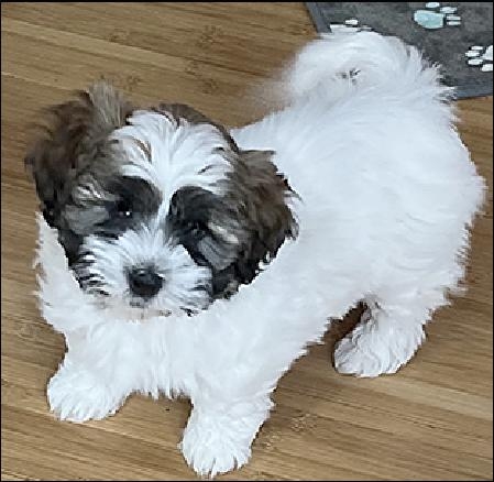 541-915-5245Havanese.jpg